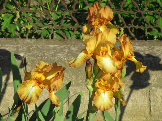 Обои картинки фото цветы, ирисы, весна, 2018