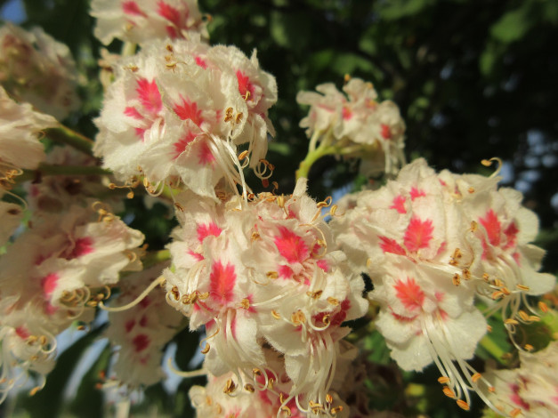 Обои картинки фото цветы, каштаны, весна, 2018