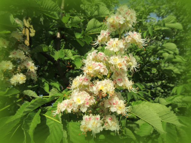 Обои картинки фото цветы, каштаны, весна, 2018