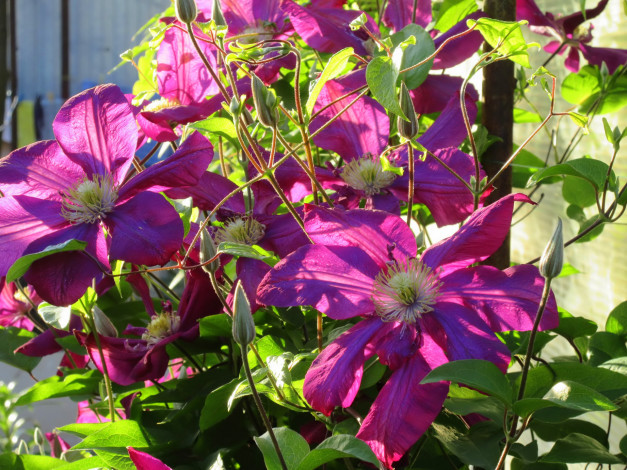 Обои картинки фото цветы, клематис , ломонос, весна, 2018