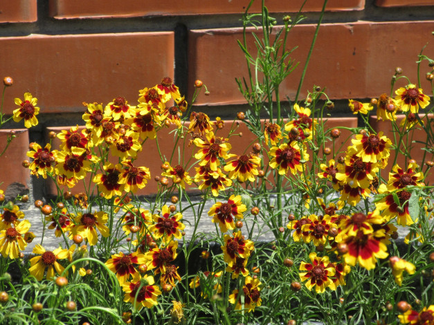 Обои картинки фото цветы, кореопсис, лето, 2018