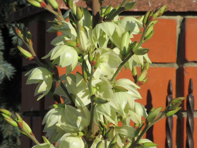 Обои картинки фото цветы, лето, 2018