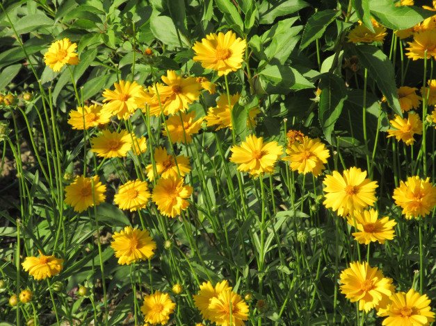 Обои картинки фото цветы, лето, 2018