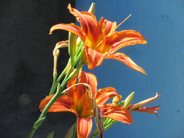 Обои картинки фото цветы, лилии,  лилейники, лето, 2018