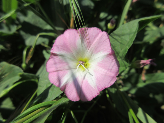 Обои картинки фото цветы, луговые , полевые,  цветы, лето, 2018