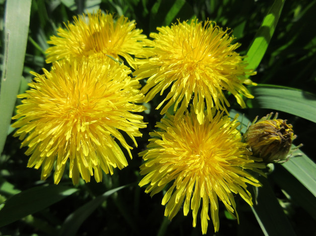 Обои картинки фото цветы, одуванчики, весна, 2018
