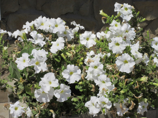 Обои картинки фото цветы, петунии,  калибрахоа, лето, 2018