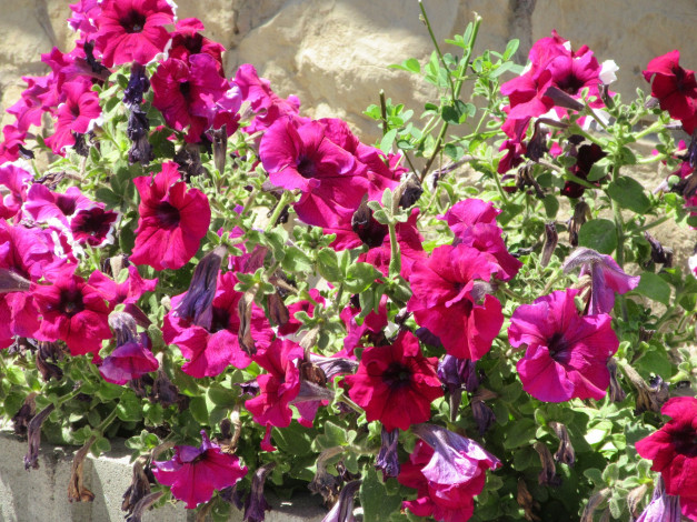 Обои картинки фото цветы, петунии,  калибрахоа, лето, 2018