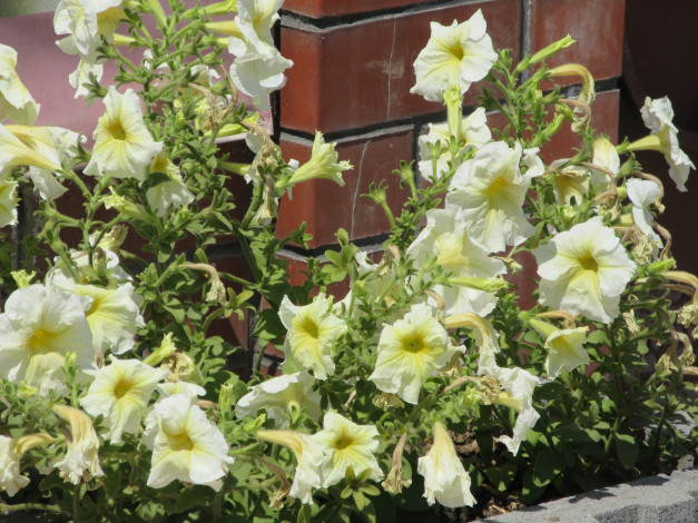 Обои картинки фото цветы, петунии,  калибрахоа, лето, 2018