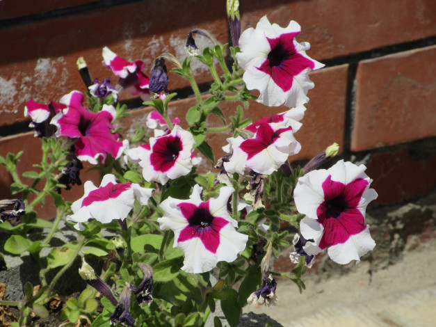 Обои картинки фото цветы, петунии,  калибрахоа, лето, 2018