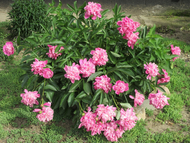 Обои картинки фото цветы, пионы, весна, 2018