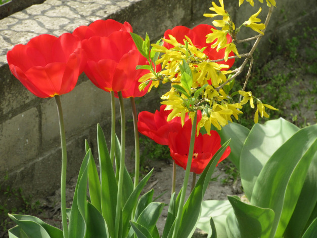 Обои картинки фото цветы, разные вместе, весна, 2018