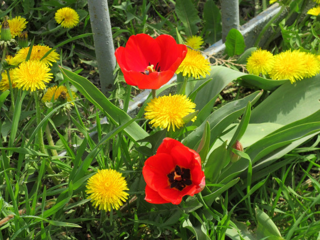 Обои картинки фото цветы, разные вместе, весна, 2018