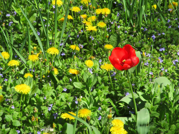 Обои картинки фото цветы, разные вместе, весна, 2018