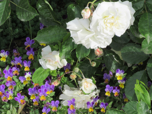 Обои картинки фото цветы, разные вместе, весна, 2018