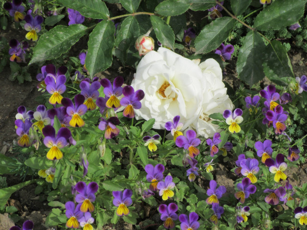 Обои картинки фото цветы, разные вместе, весна, 2018