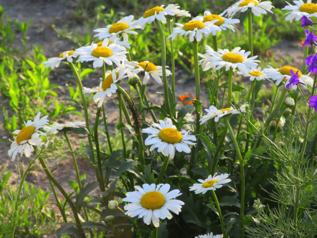 Обои картинки фото цветы, ромашки, весна, 2018