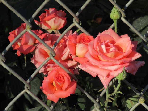 Обои картинки фото цветы, розы, лето, 2018