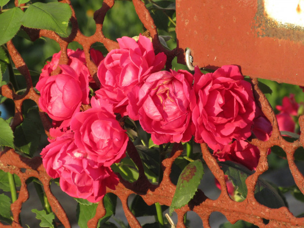 Обои картинки фото цветы, розы, лето, 2018