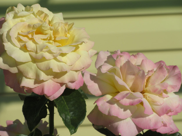 Обои картинки фото цветы, розы, лето, 2018