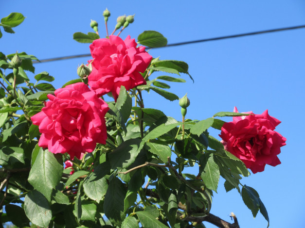 Обои картинки фото цветы, розы, весна, 2018