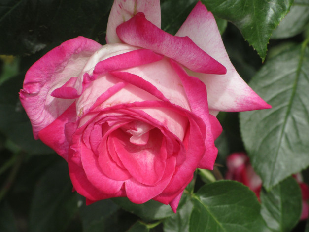 Обои картинки фото цветы, розы, весна, 2018