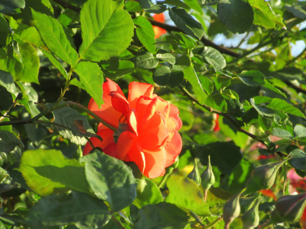 Обои картинки фото цветы, розы, весна, 2018