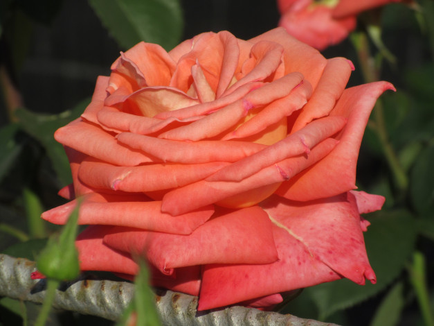 Обои картинки фото цветы, розы, весна, 2018