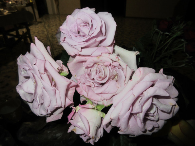 Обои картинки фото цветы, розы, весна, 2018