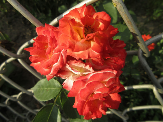 Обои картинки фото цветы, розы, весна, 2018