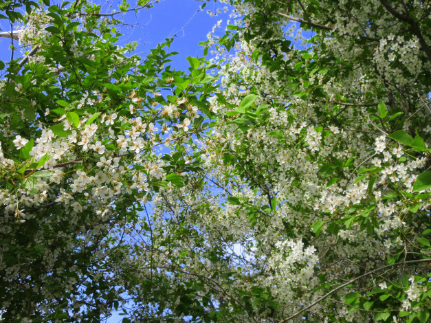 Обои картинки фото цветы, сакура,  вишня, весна, 2018