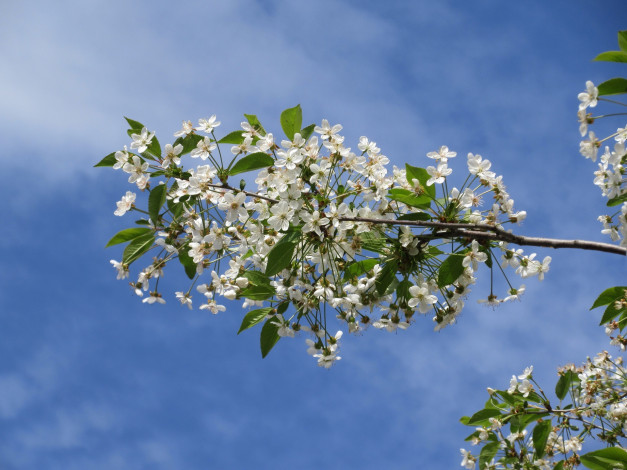 Обои картинки фото цветы, сакура,  вишня, весна, 2018