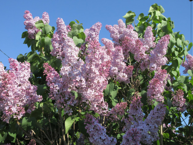 Обои картинки фото цветы, сирень, весна, 2018