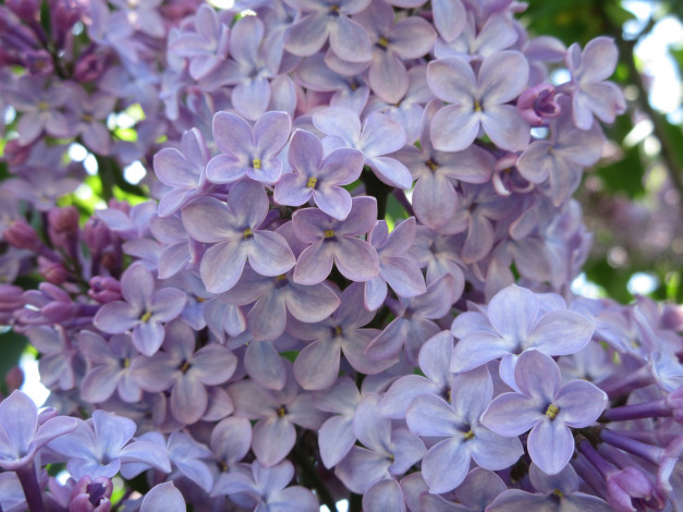 Обои картинки фото цветы, сирень, весна, 2018