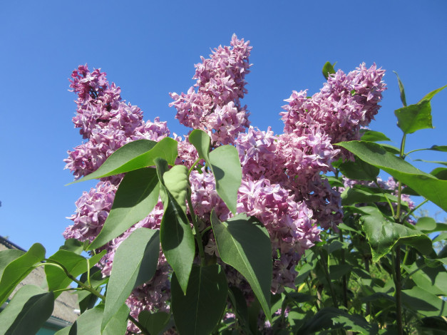 Обои картинки фото цветы, сирень, весна, 2018