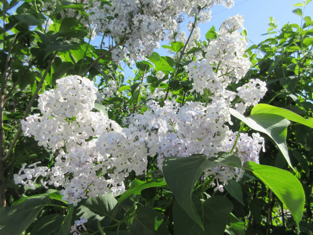 Обои картинки фото цветы, сирень, весна, 2018