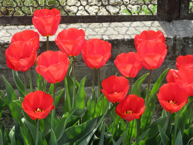 Обои картинки фото цветы, тюльпаны, весна, 2018