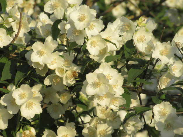 Обои картинки фото цветы, жасмин, весна, 2018