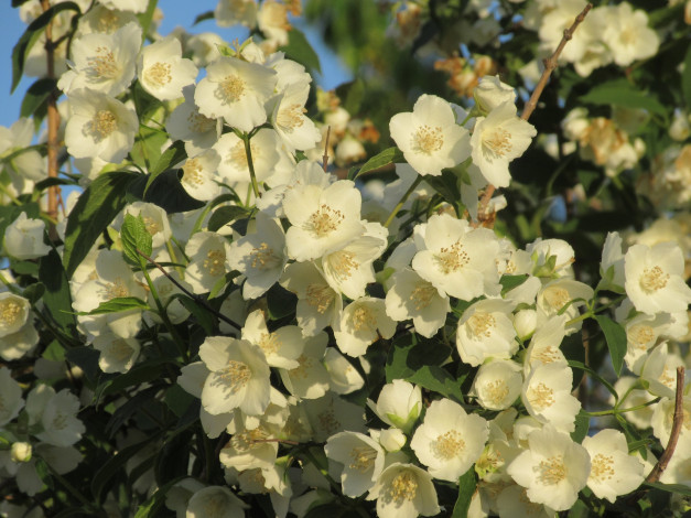 Обои картинки фото цветы, жасмин, весна, 2018