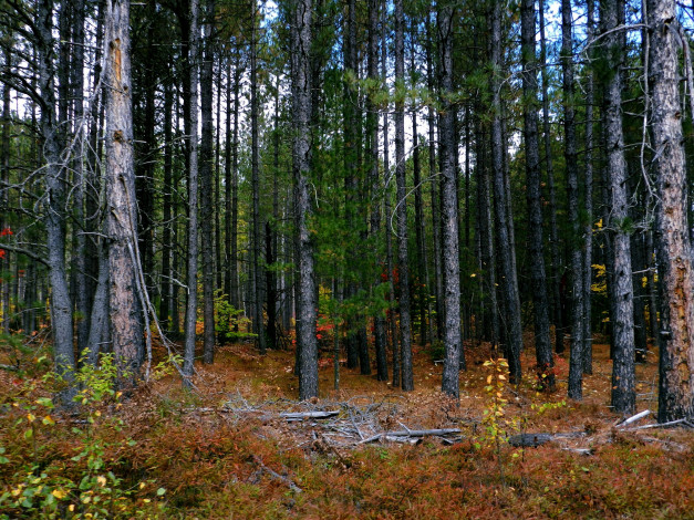 Обои картинки фото природа, лес, сосны