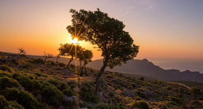 Обои картинки фото природа, деревья, простор