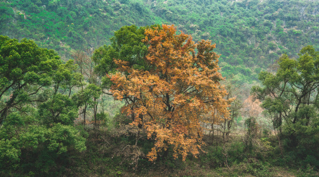 Обои картинки фото природа, лес, простор