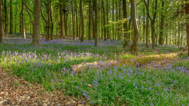 Обои картинки фото природа, лес, бревно