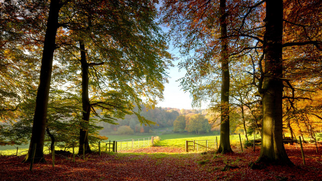 Обои картинки фото природа, лес, простор