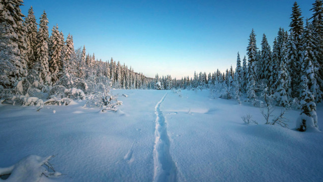 Обои картинки фото природа, зима, лес