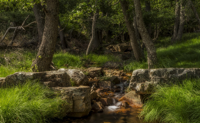 Обои картинки фото природа, лес, простор