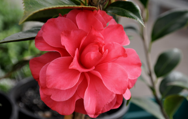 Обои картинки фото цветы, камелии, листья, розовая, камелия