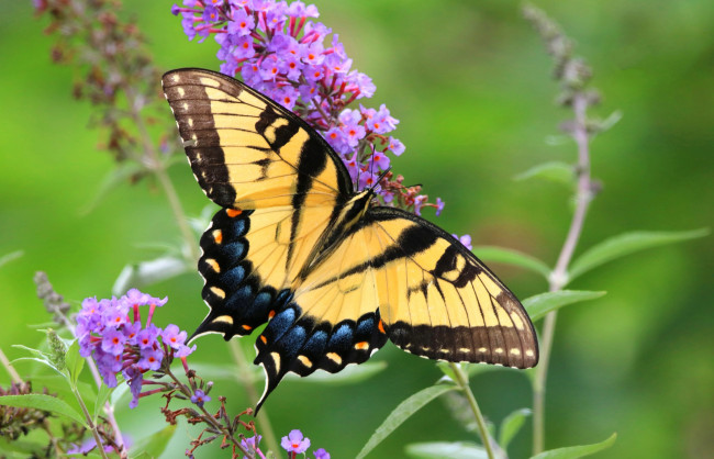 Обои картинки фото животные, бабочки,  мотыльки,  моли, бабочка