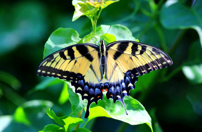 Обои картинки фото животные, бабочки,  мотыльки,  моли, бабочка