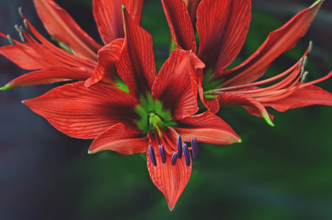 Обои картинки фото цветы, лилии,  лилейники, цветок, лепестки, макро